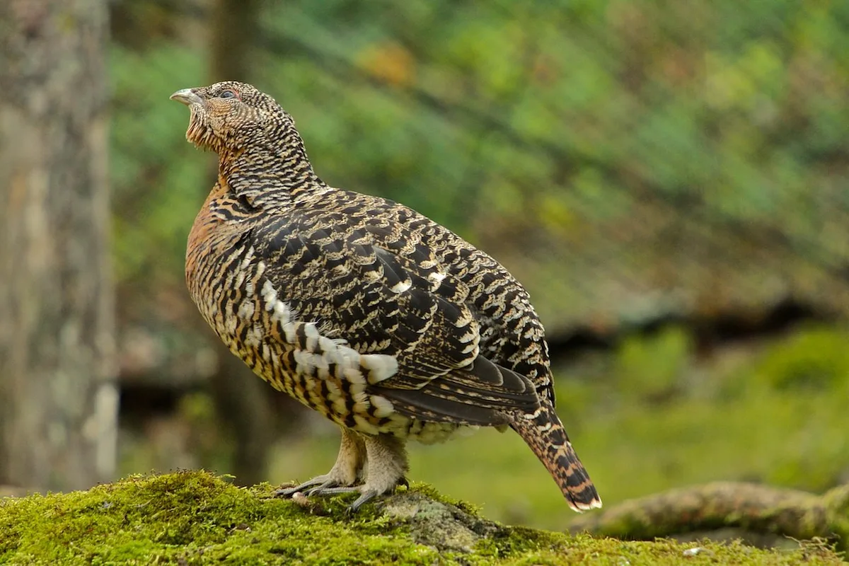 Western Capercaillie