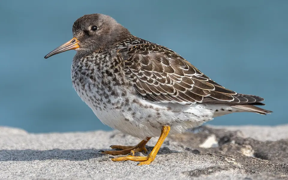 Purple Sandpiper (Calidris maritima) — photo 2 of 6