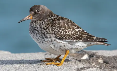 Purple Sandpiper (Calidris maritima) — photo 2 of 6