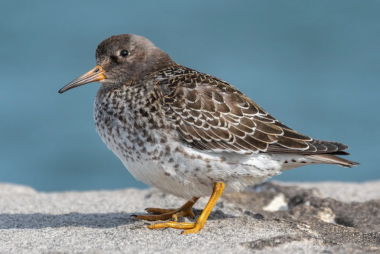 Purple Sandpiper (Calidris maritima) — photo 2 of 6
