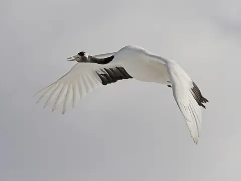 Японский журавль