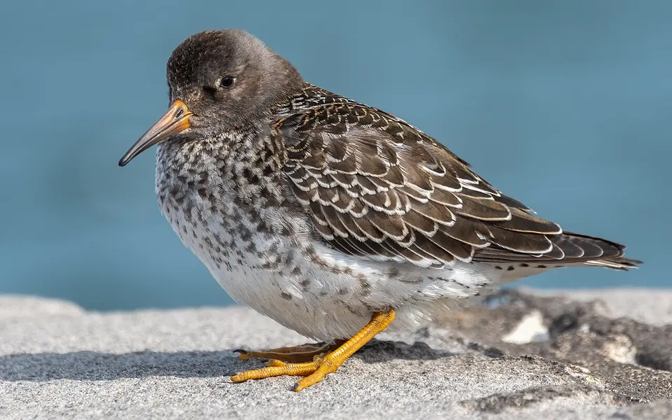 Purple Sandpiper (Calidris maritima) — photo 3 of 6