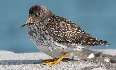 Purple Sandpiper (Calidris maritima) — photo 3 of 6