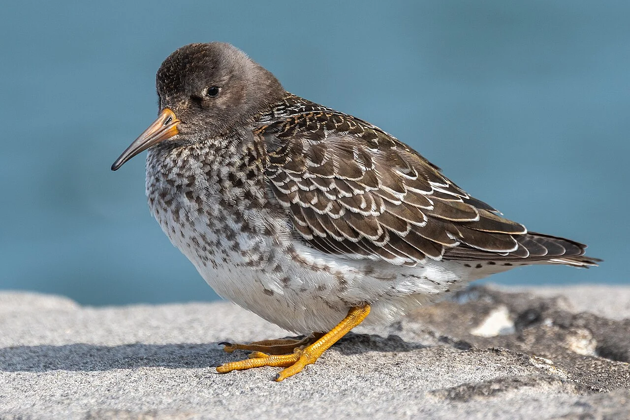 Purple Sandpiper (Calidris maritima) — photo 3 of 6
