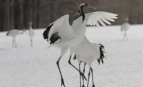 Японский журавль (лат. Grus japonensis) — фото 2 из 5