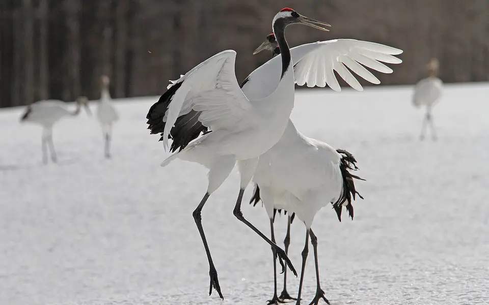 Японский журавль (лат. Grus japonensis) — фото 2 из 5