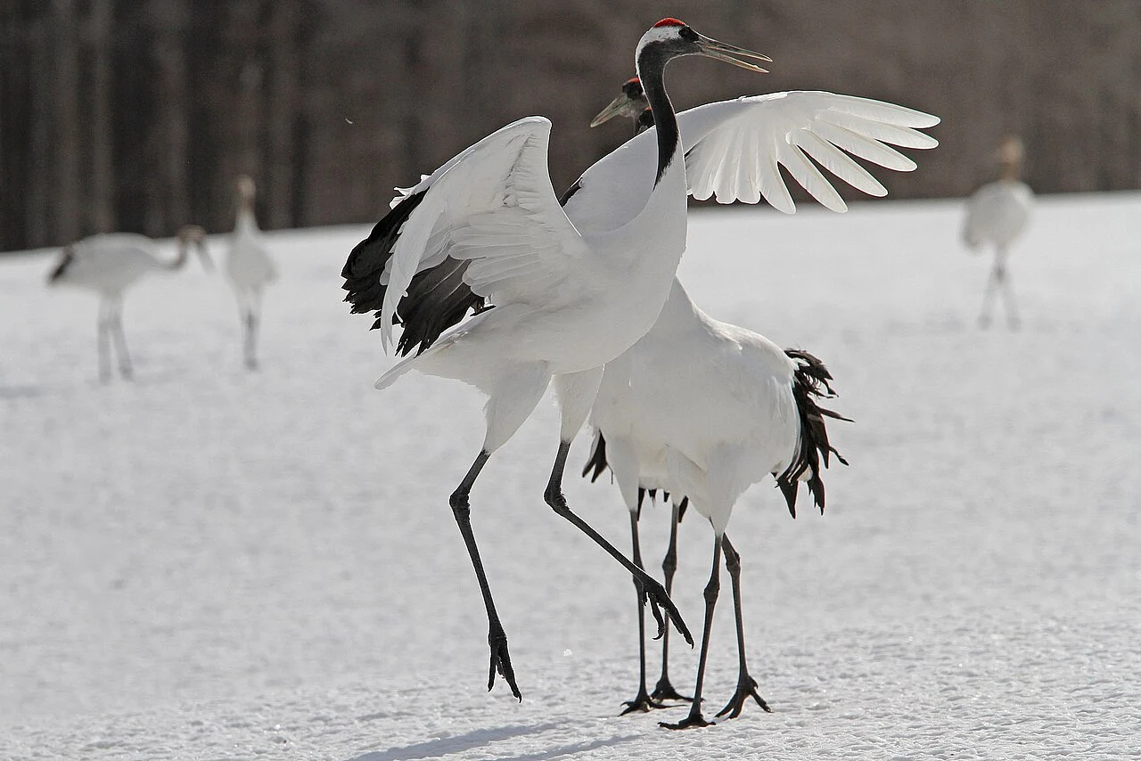 Японский журавль (лат. Grus japonensis) — фото 2 из 5