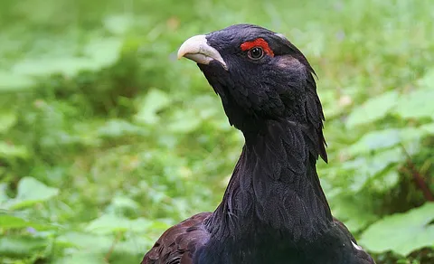 Western Capercaillie