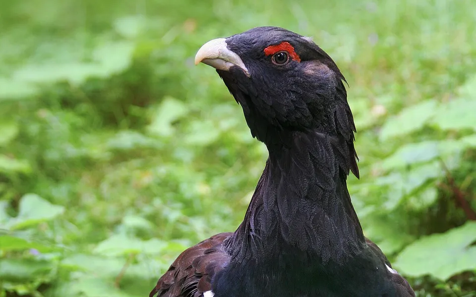 Western Capercaillie (Tetrao urogallus) — photo 3 of 4