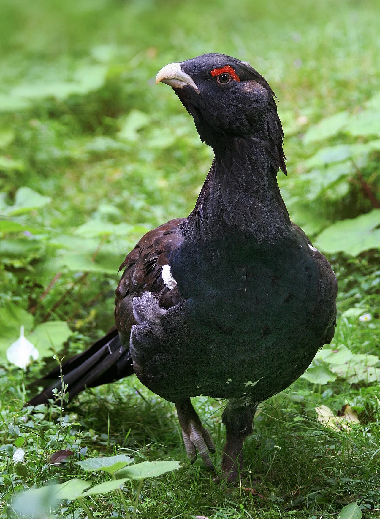 Western Capercaillie (Tetrao urogallus) — photo 3 of 4