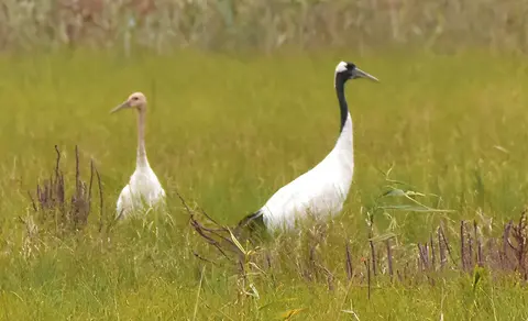 Японский журавль (лат. Grus japonensis) — фото 3 из 5