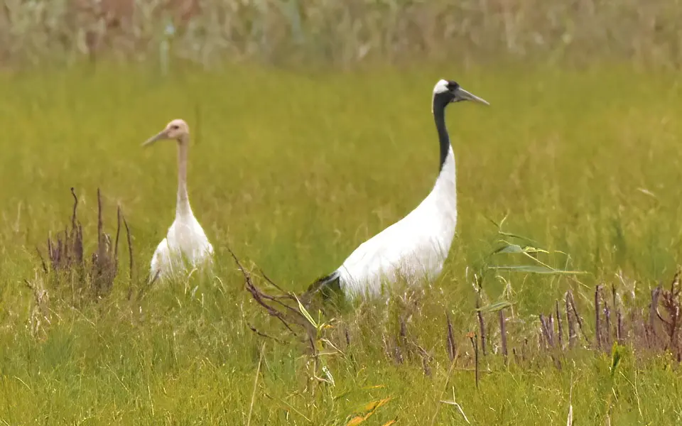 Японский журавль (лат. Grus japonensis) — фото 3 из 5