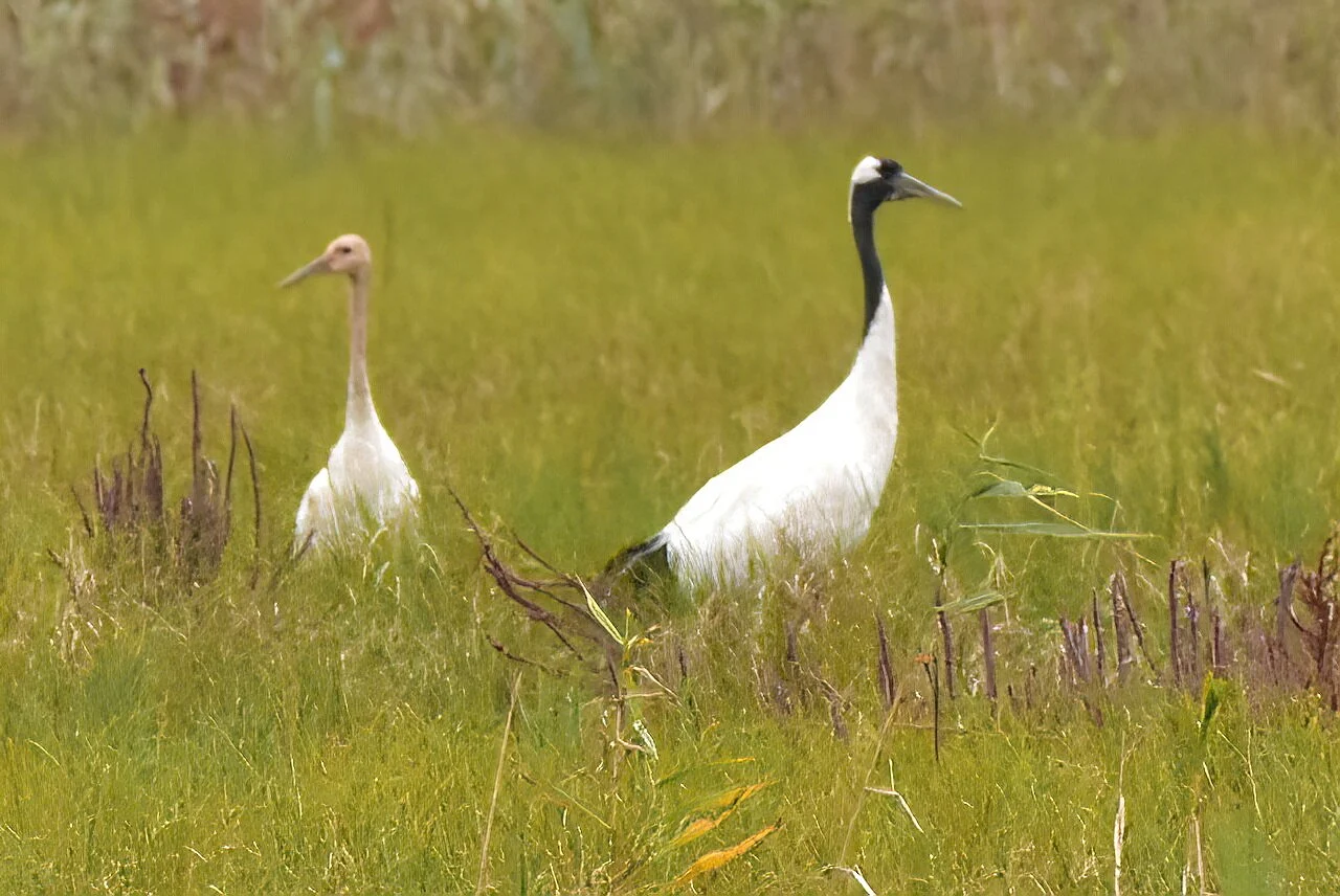 Японский журавль (лат. Grus japonensis) — фото 3 из 5
