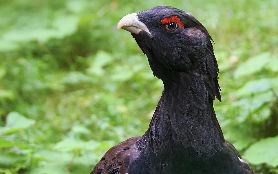 Western Capercaillie