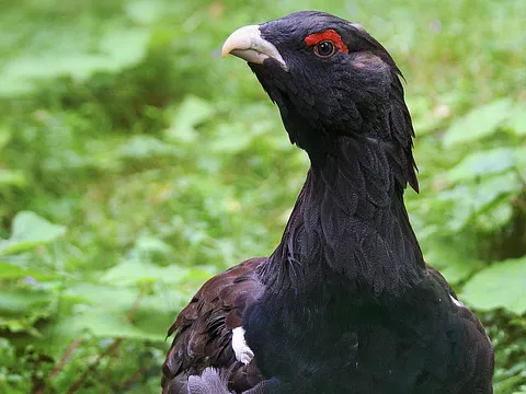 Western Capercaillie