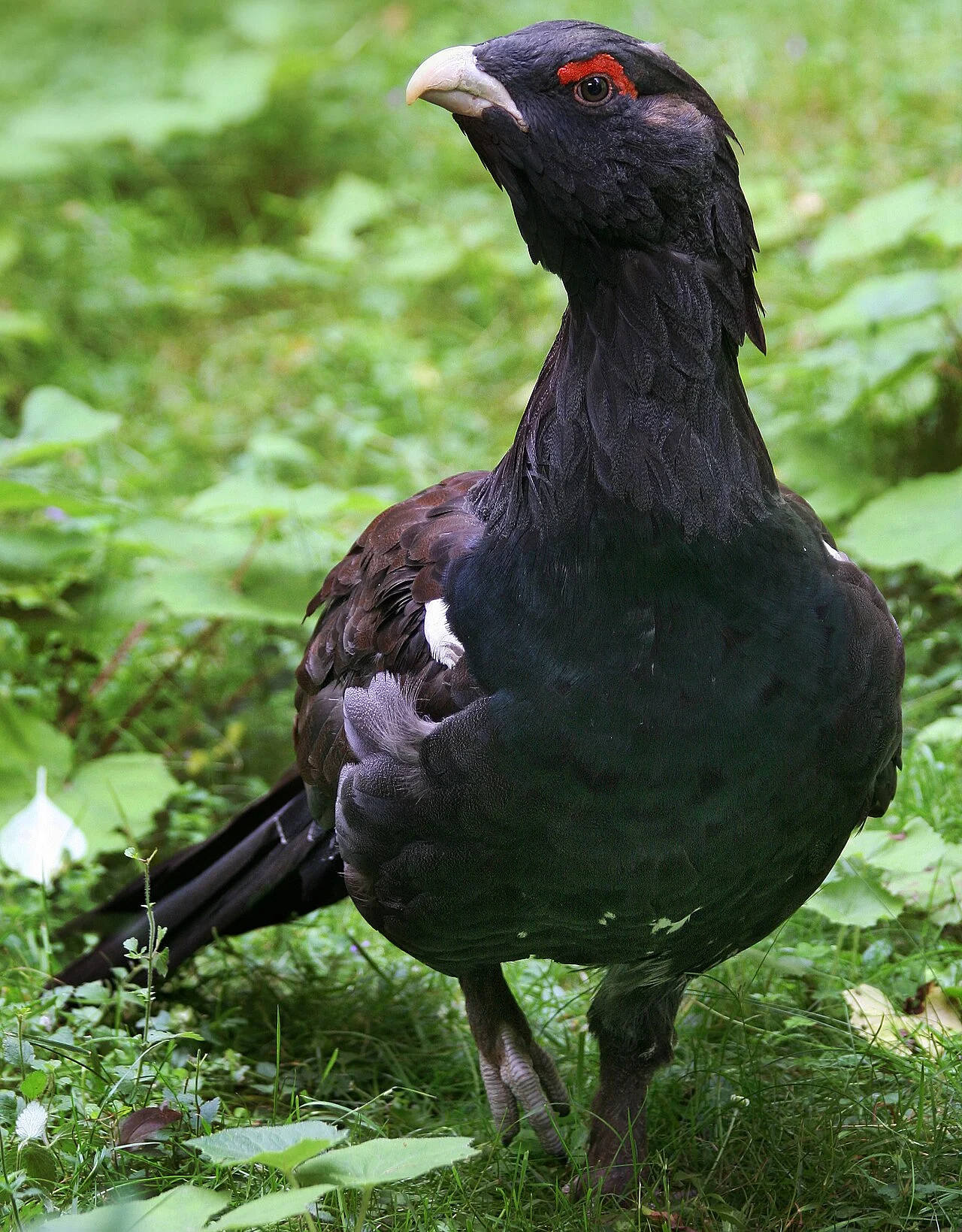 Western Capercaillie