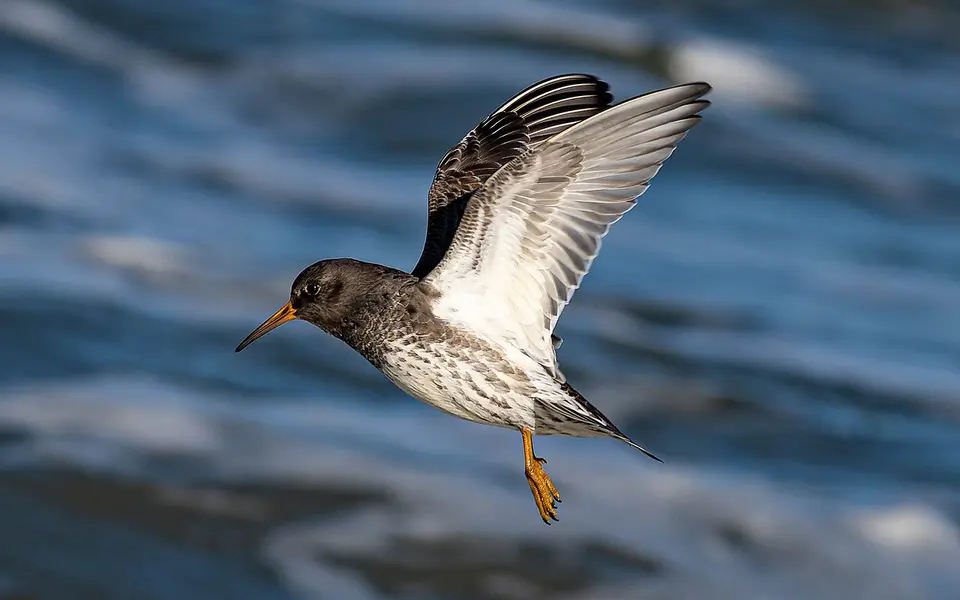Purple Sandpiper (Calidris maritima) — photo 4 of 6
