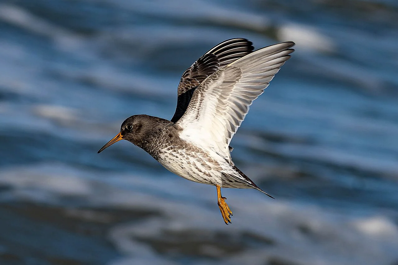 Purple Sandpiper (Calidris maritima) — photo 4 of 6