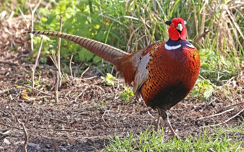 Ring-necked Pheasant