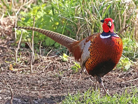 Ring-necked Pheasant