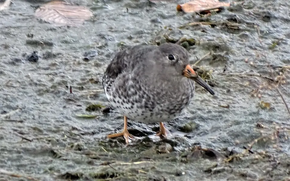 Purple Sandpiper (Calidris maritima) — photo 5 of 6