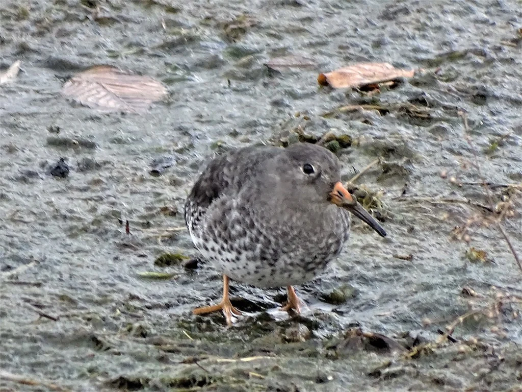 Purple Sandpiper (Calidris maritima) — photo 5 of 6