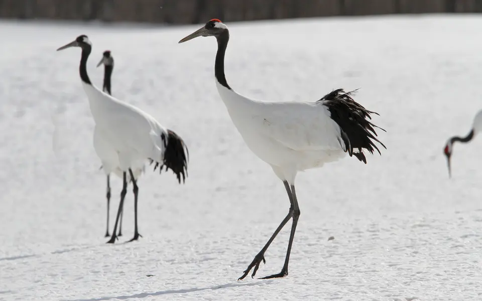 Японский журавль (лат. Grus japonensis) — фото 4 из 5