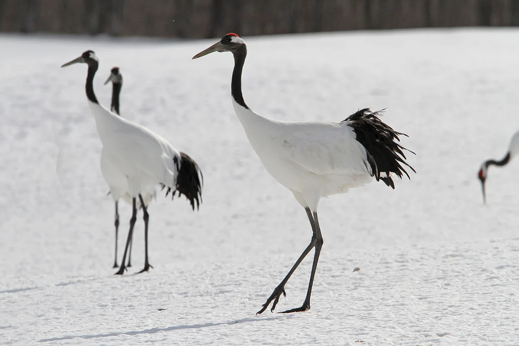 Японский журавль (лат. Grus japonensis) — фото 4 из 5