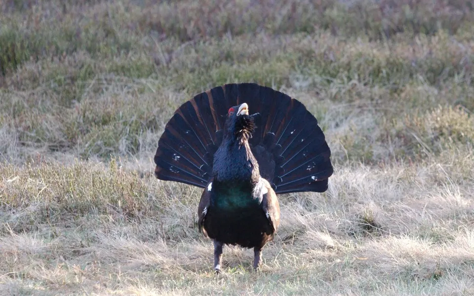 Western Capercaillie (Tetrao urogallus) — photo 4 of 4