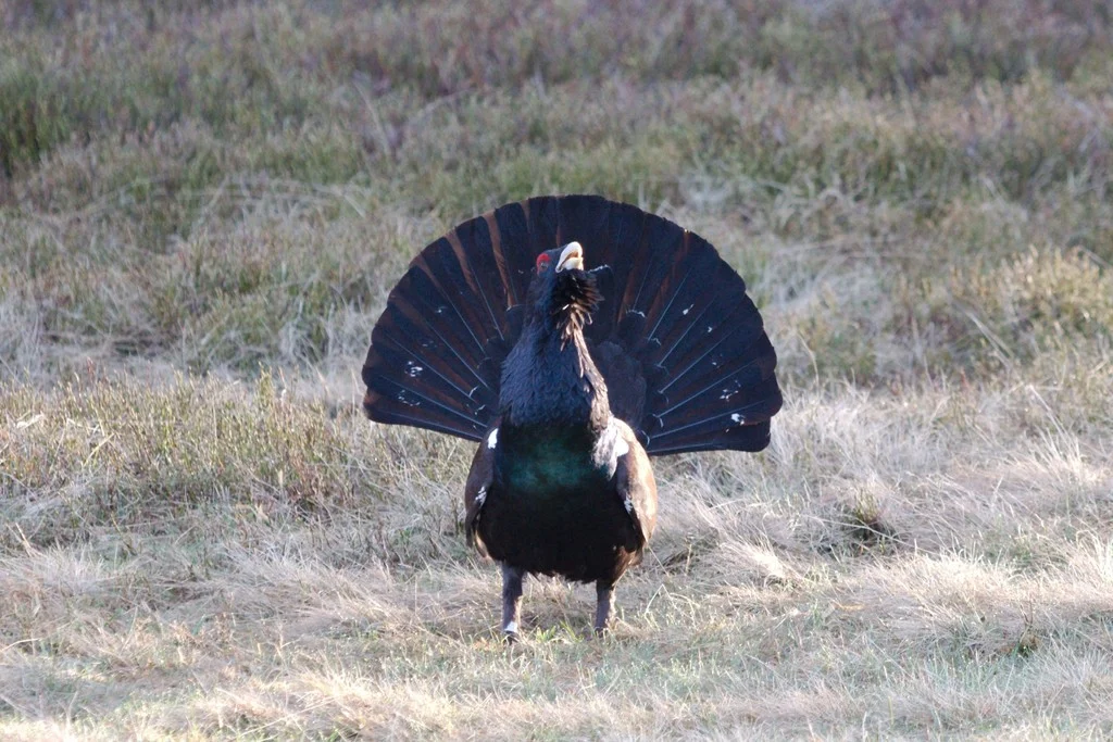 Western Capercaillie (Tetrao urogallus) — photo 4 of 4