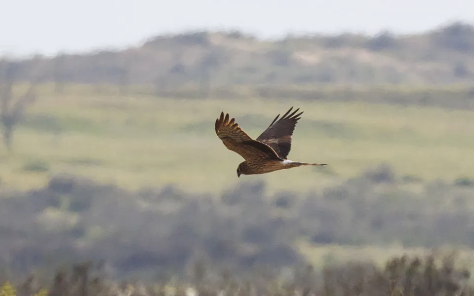 Montagu's Harrier (Circus pygargus) — photo 2 of 3