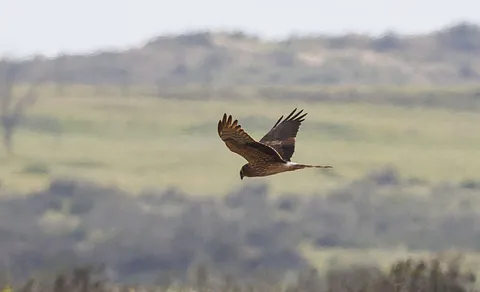 Montagu's Harrier (Circus pygargus) — photo 2 of 3