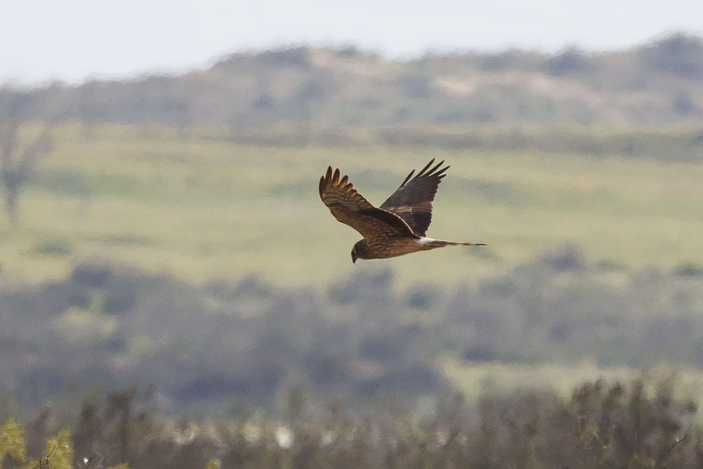 Montagu's Harrier (Circus pygargus) — photo 2 of 3