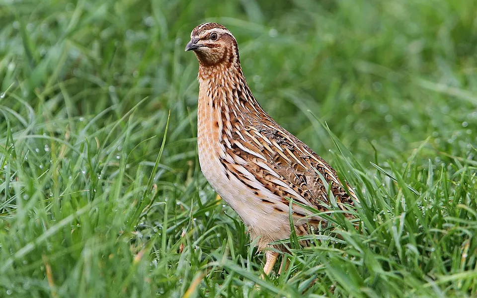 Common Quail