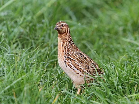 Common Quail