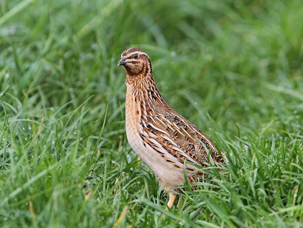 Common Quail