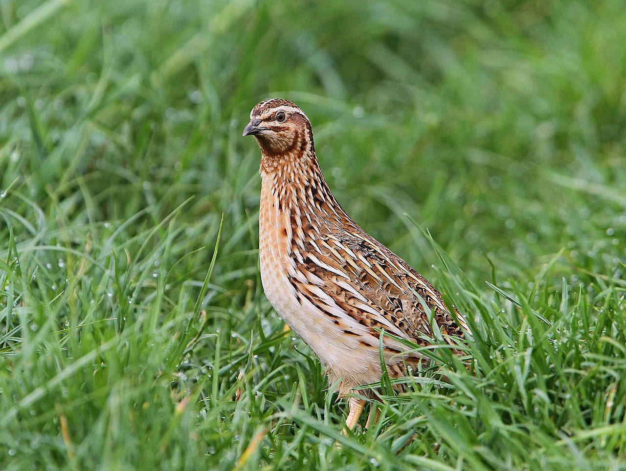 Common Quail