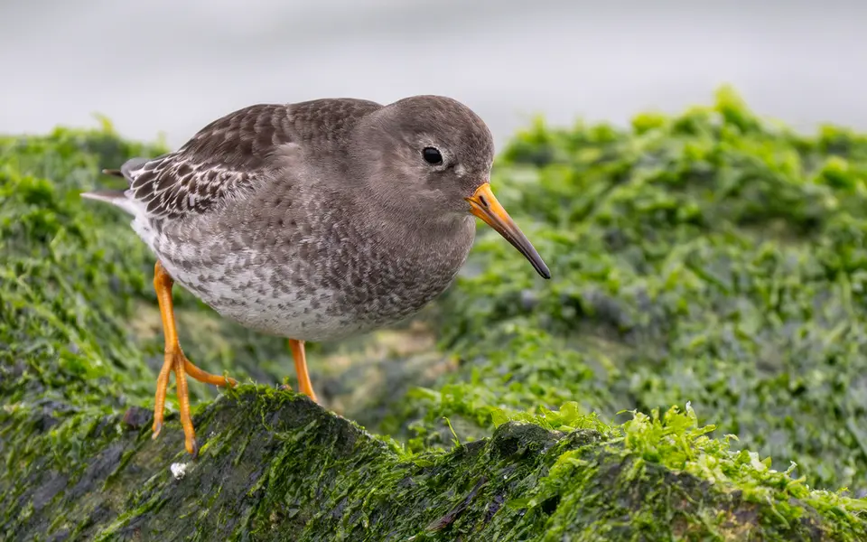Purple Sandpiper (Calidris maritima) — photo 6 of 6