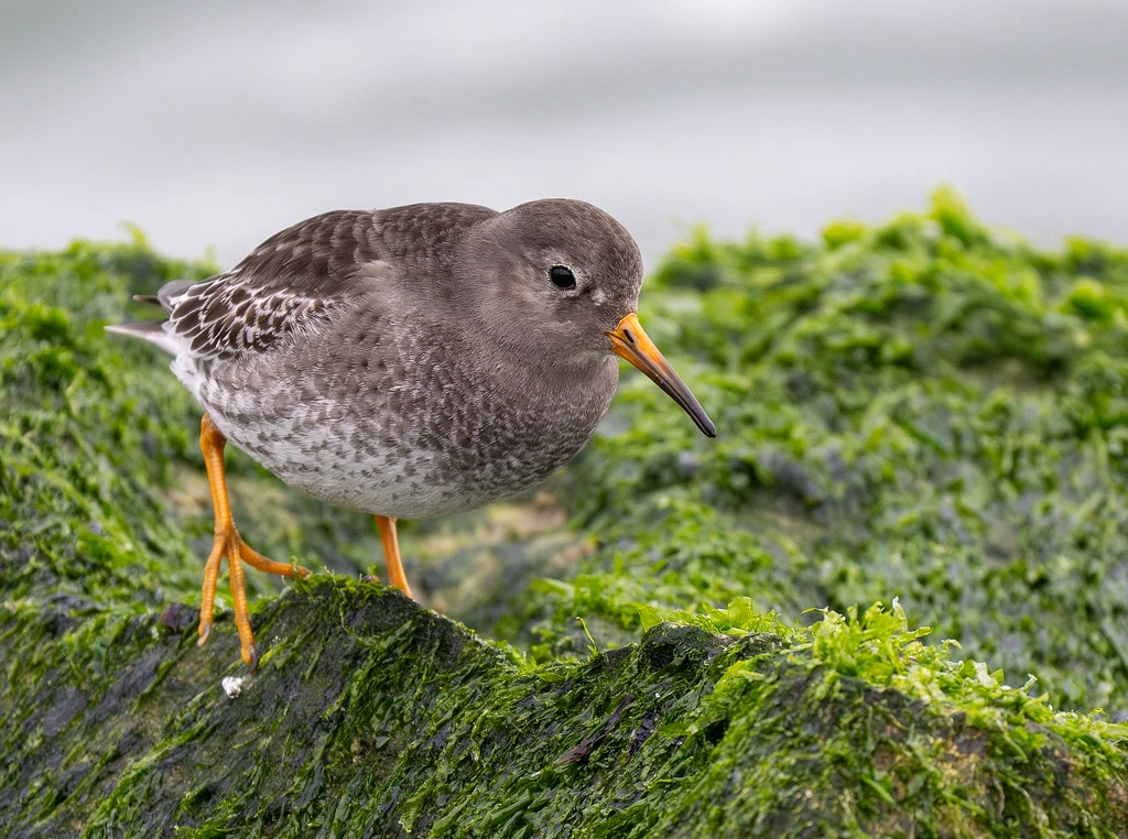 Purple Sandpiper (Calidris maritima) — photo 6 of 6