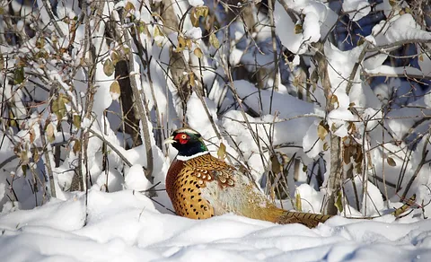Ring-necked Pheasant