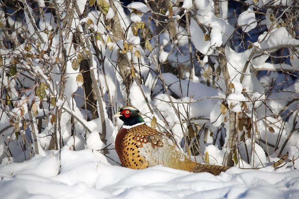Ring-necked Pheasant