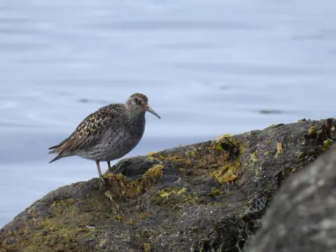 Purple Sandpiper