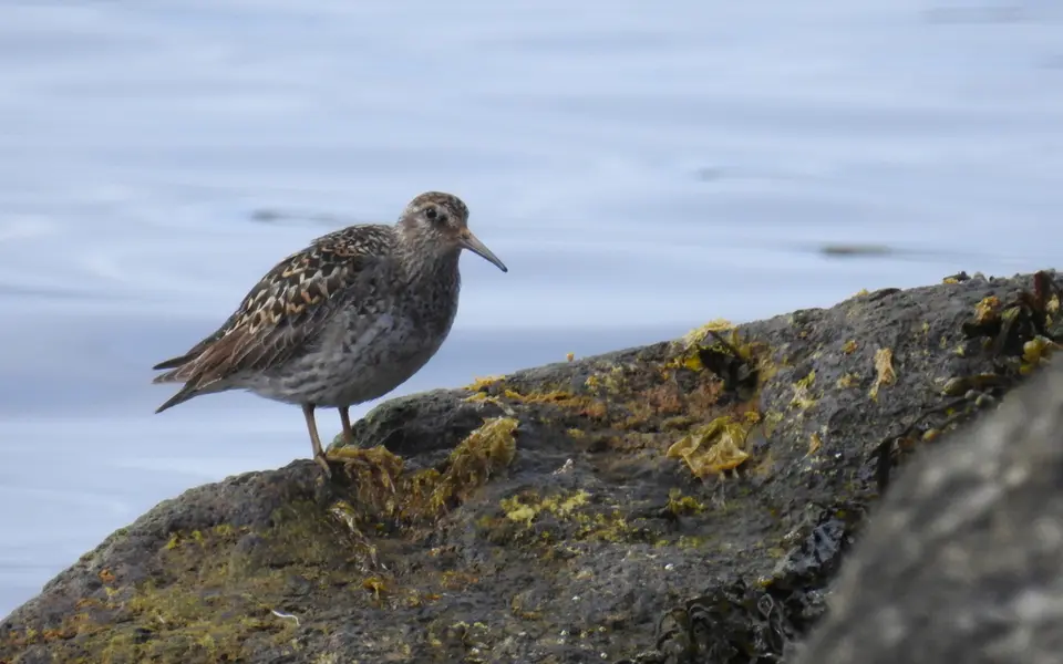 Purple Sandpiper (Calidris maritima) — photo 1 of 6