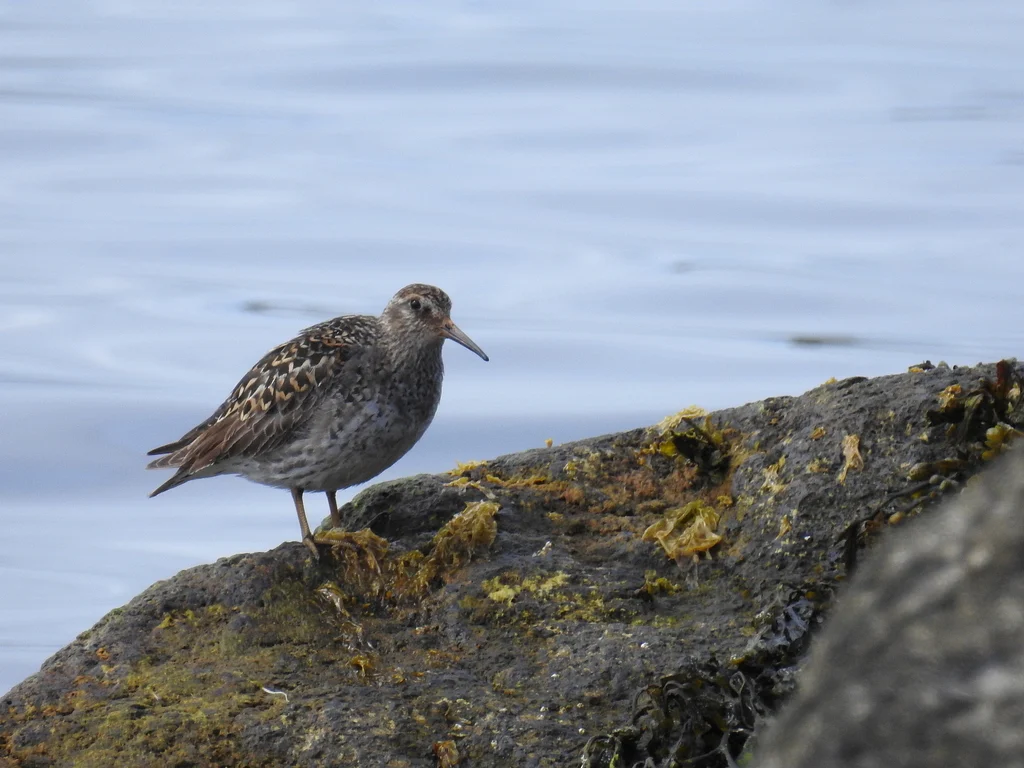 Purple Sandpiper (Calidris maritima) — photo 1 of 6