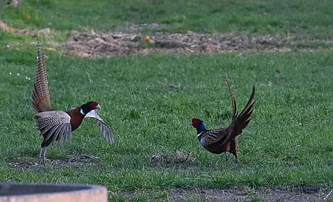 Ring-necked Pheasant