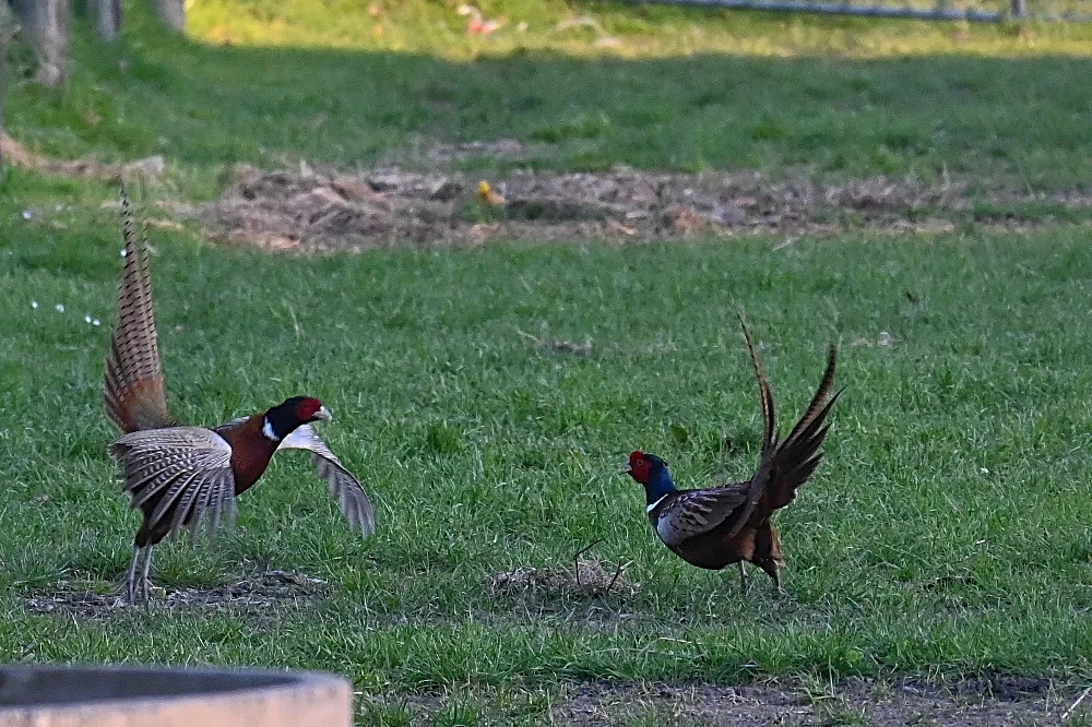 Ring-necked Pheasant