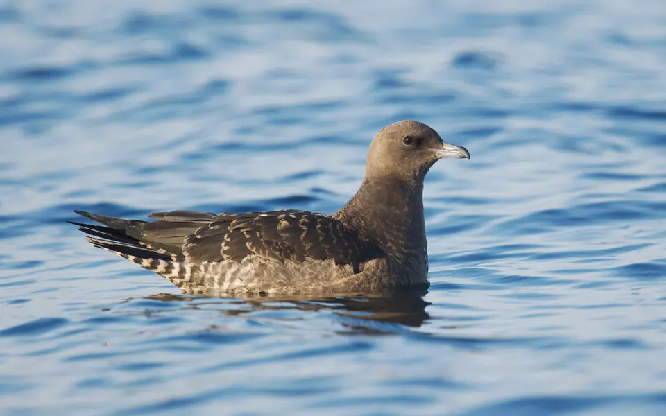 Pomarine Jaeger (Stercorarius pomarinus) — photo 3 of 3