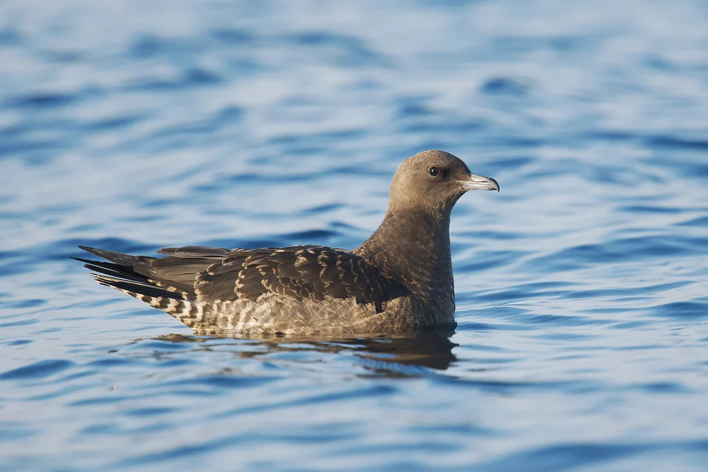 Pomarine Jaeger (Stercorarius pomarinus) — photo 3 of 3