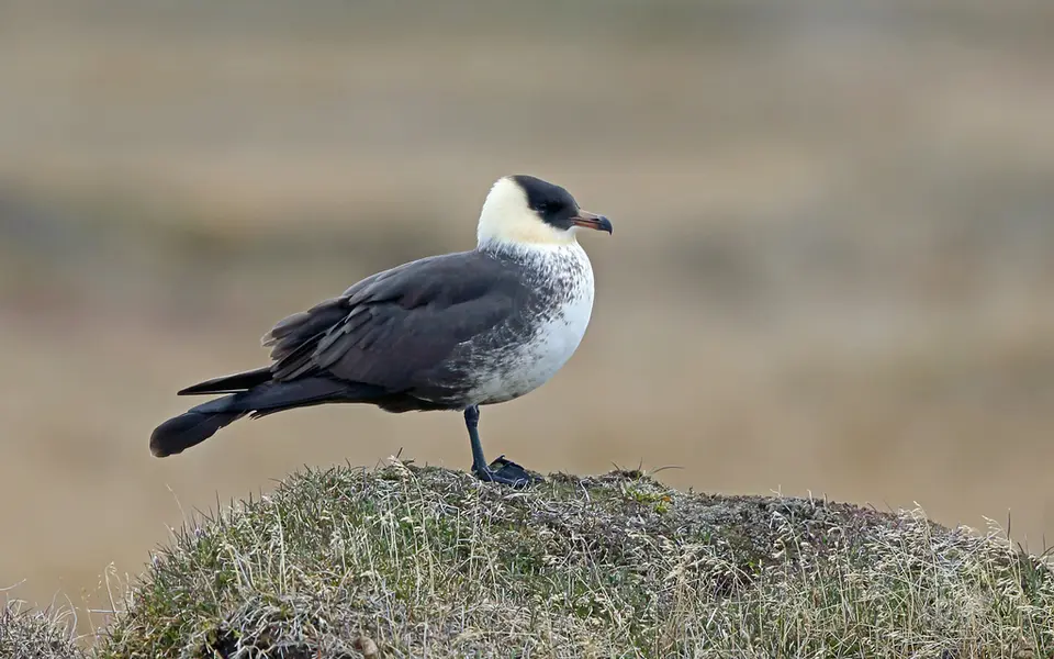 Pomarine Jaeger (Stercorarius pomarinus) — photo 2 of 3