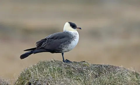 Pomarine Jaeger (Stercorarius pomarinus) — photo 2 of 3